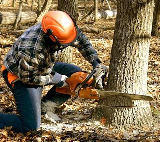 Tree Removal in Newry, SC